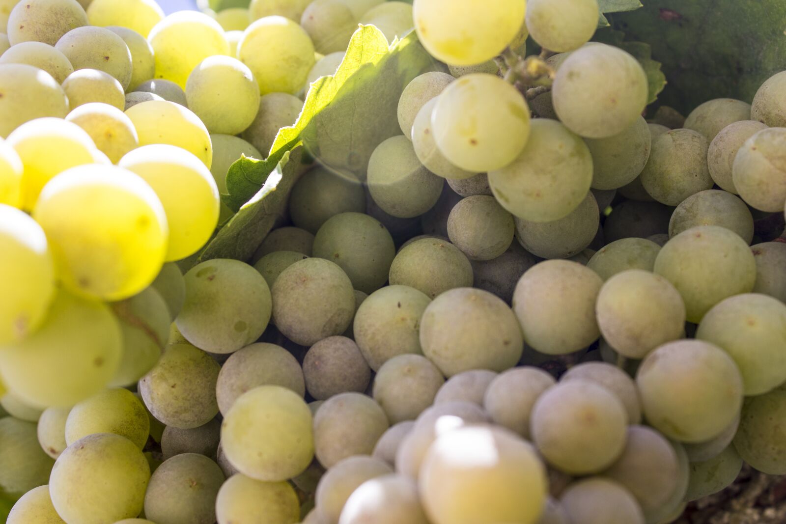 Canon EOS 1200D (EOS Rebel T5 / EOS Kiss X70 / EOS Hi) sample photo. Grapes, cluster, wine photography