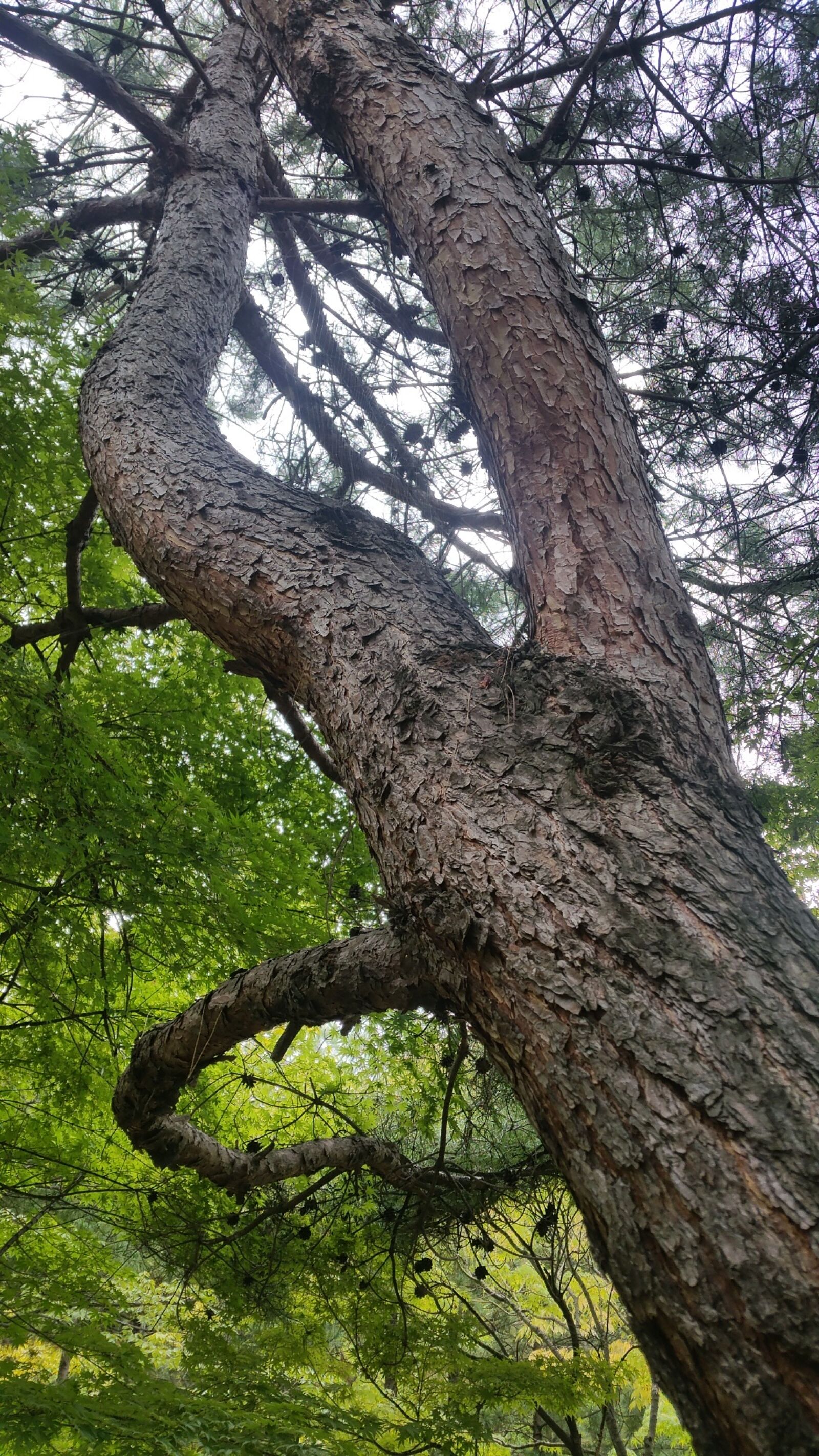Samsung Galaxy S5 sample photo. Wood, trunk botany, bark photography