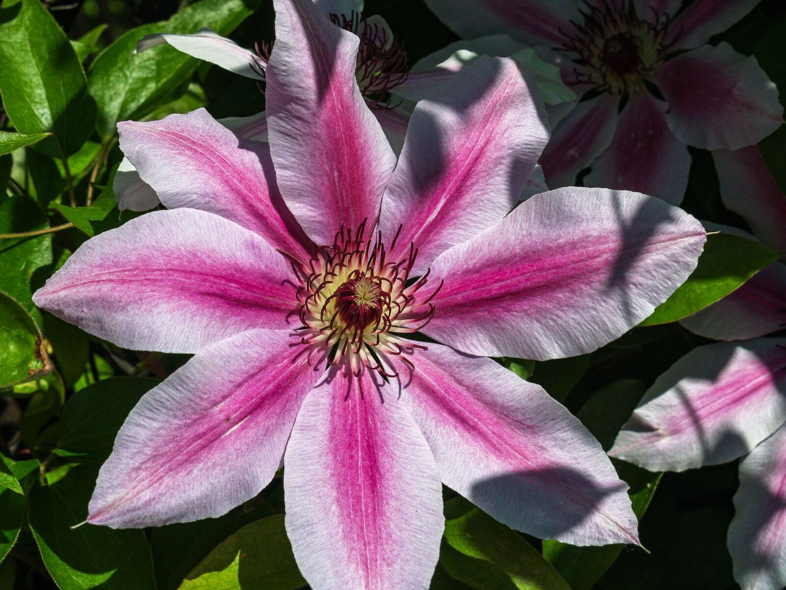 Olympus E-500 (EVOLT E-500) sample photo. Flame, flower, garden photography