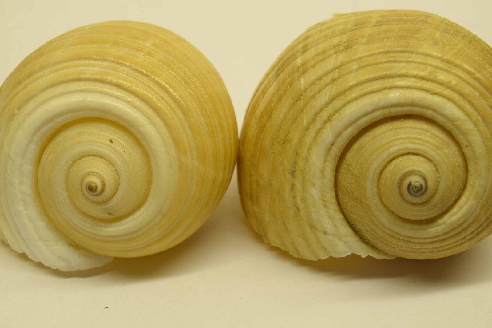 Nikon D3300 sample photo. Snail, shell, animal, invertebrate photography