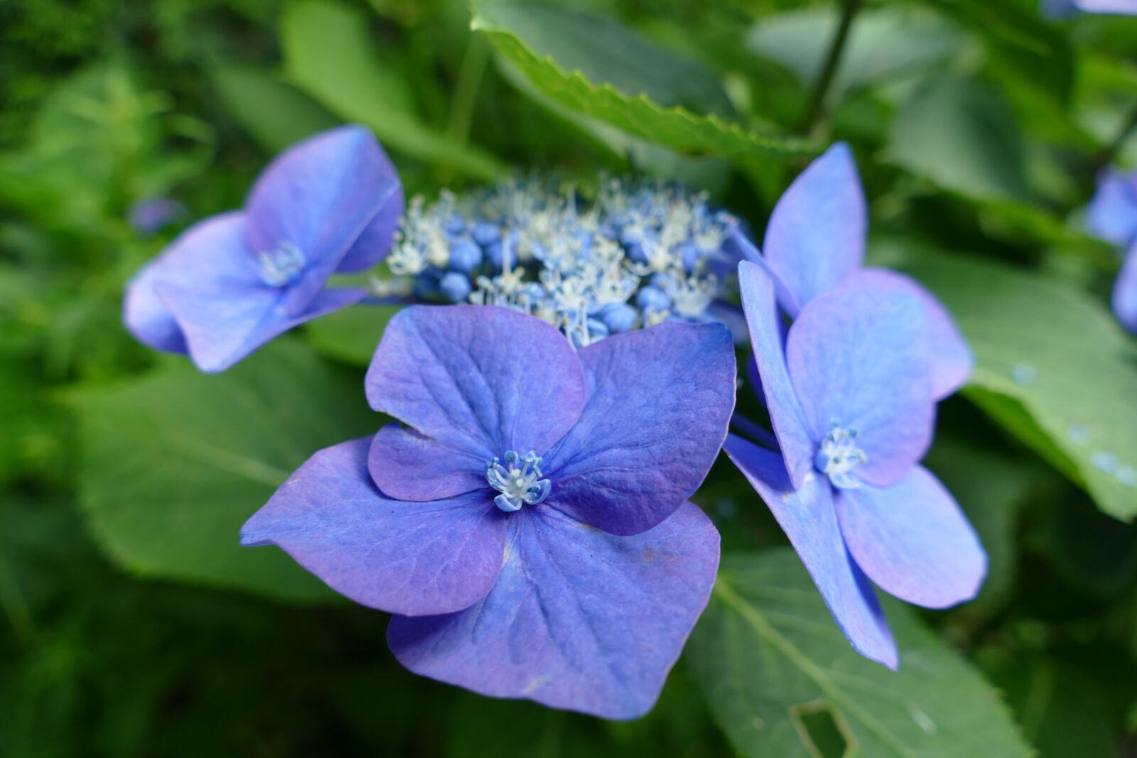 Panasonic Lumix DMC-FZ1000 sample photo. Flowers, blue, hydrangea photography