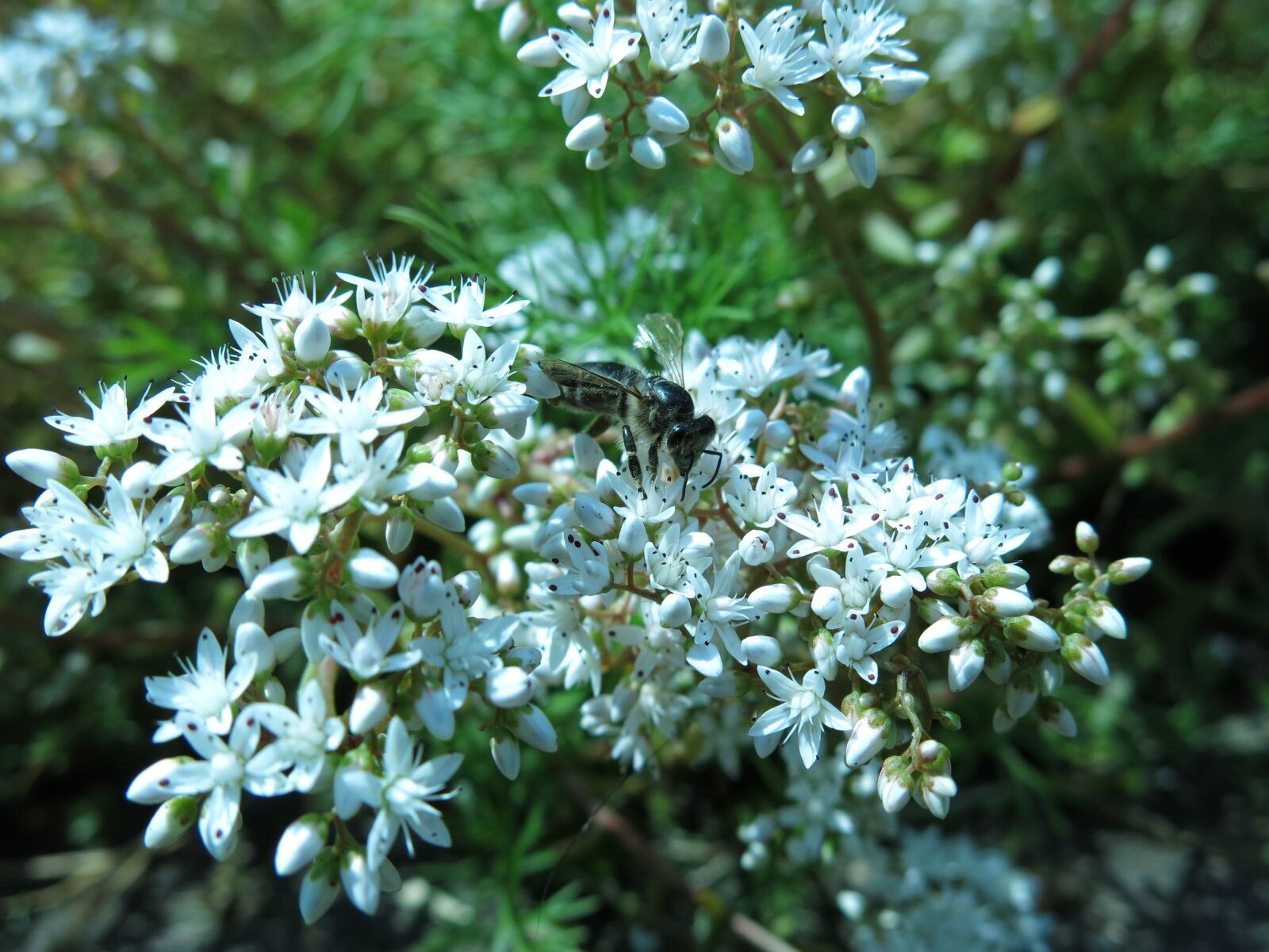 Canon PowerShot G15 sample photo. Bee, white stonecrop, sedum photography