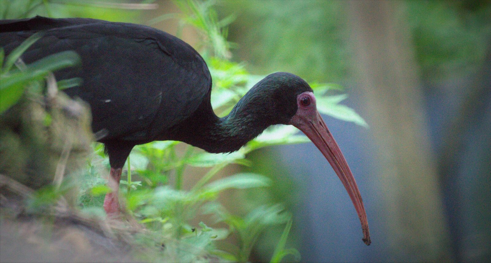 Sony SLT-A58 sample photo. Ave, bird, ibis black photography
