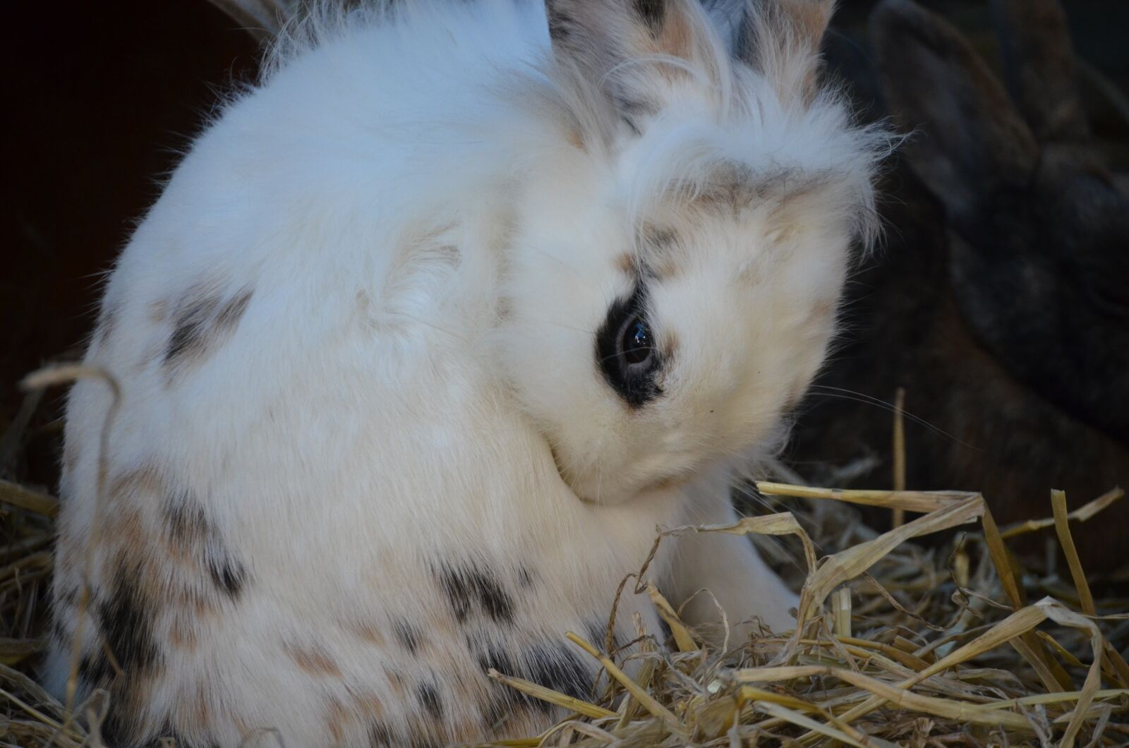 Nikon D5100 sample photo. Hare, white, rabbit photography