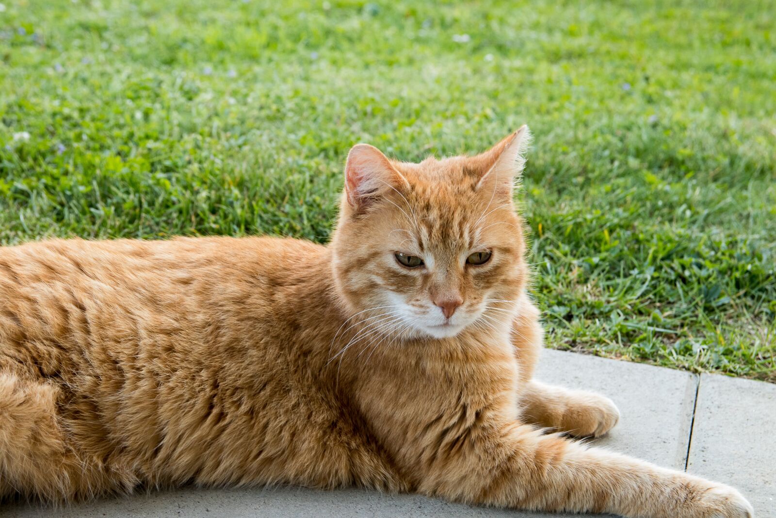 Canon EOS 80D sample photo. Cat, domestic cat, animal photography