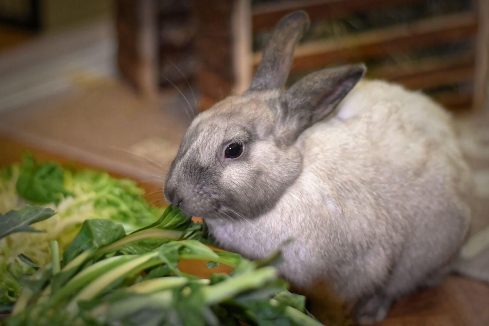 Nikon D7200 sample photo. Dwarf rabbit, color dwarf photography