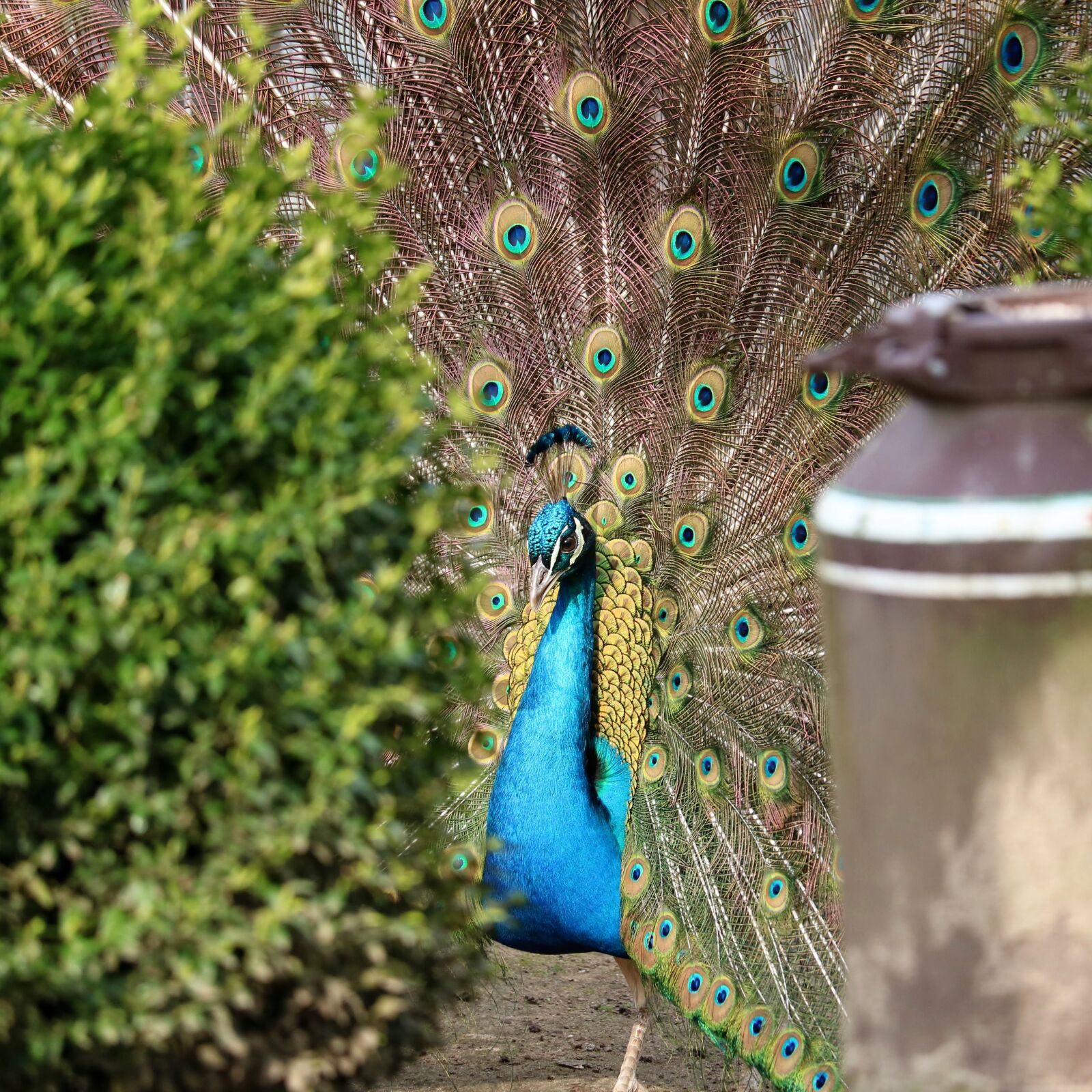 Canon EOS 750D (EOS Rebel T6i / EOS Kiss X8i) sample photo. Peacock, bird, feather photography