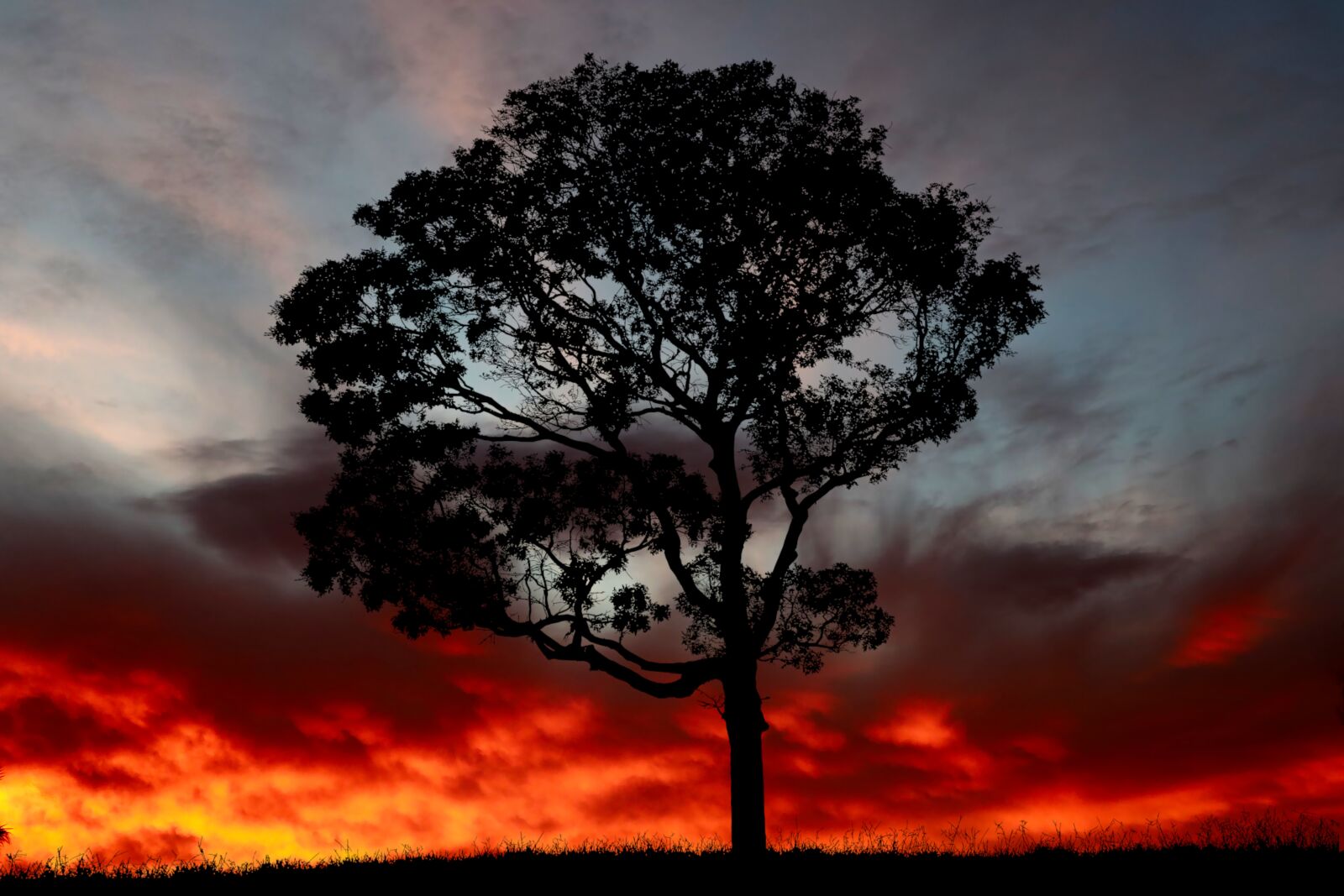 Canon PowerShot G1 X Mark III sample photo. Sunset, tree, nature photography