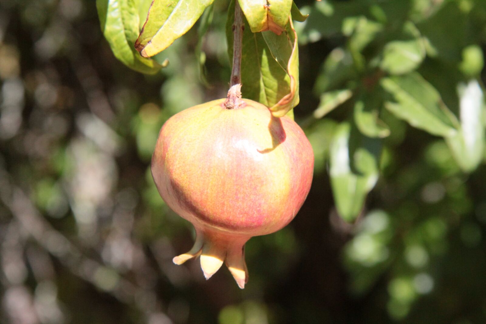 Canon EOS 600D (Rebel EOS T3i / EOS Kiss X5) sample photo. Grenade, pomegranate fruit, fruit photography