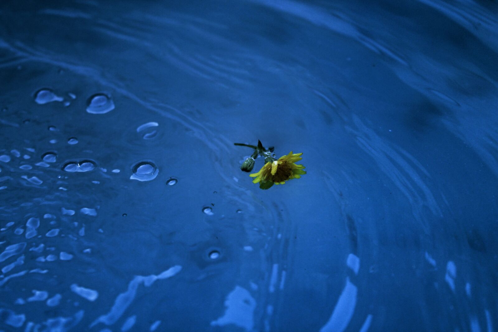 Canon EOS 2000D (EOS Rebel T7 / EOS Kiss X90 / EOS 1500D) sample photo. Flower, yellow, water photography