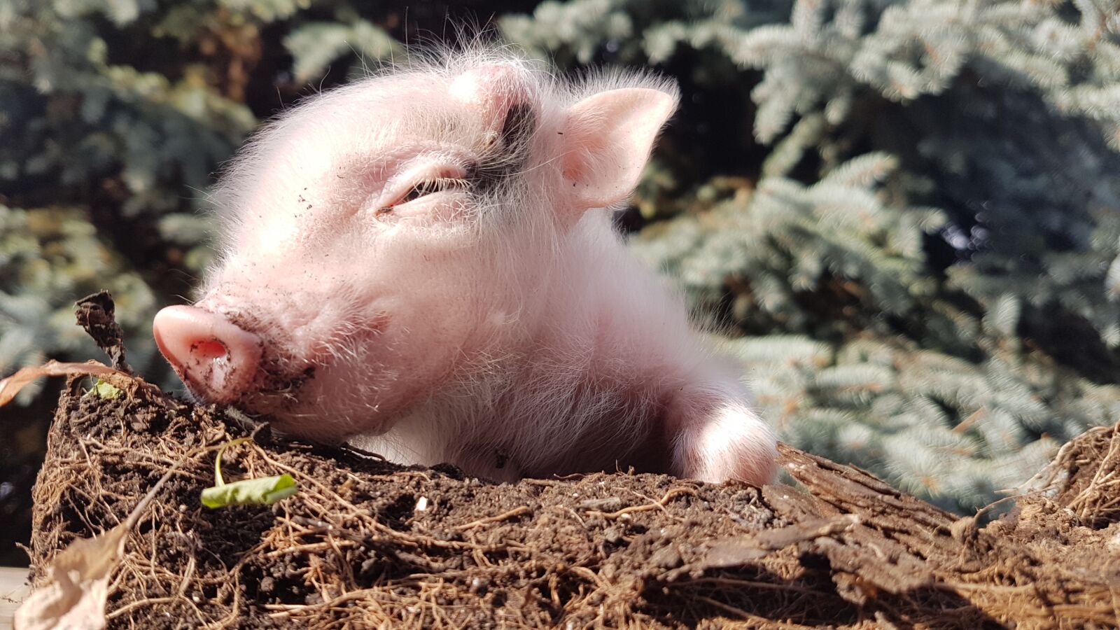 Samsung Galaxy S7 sample photo. Pig, piggy, animal photography