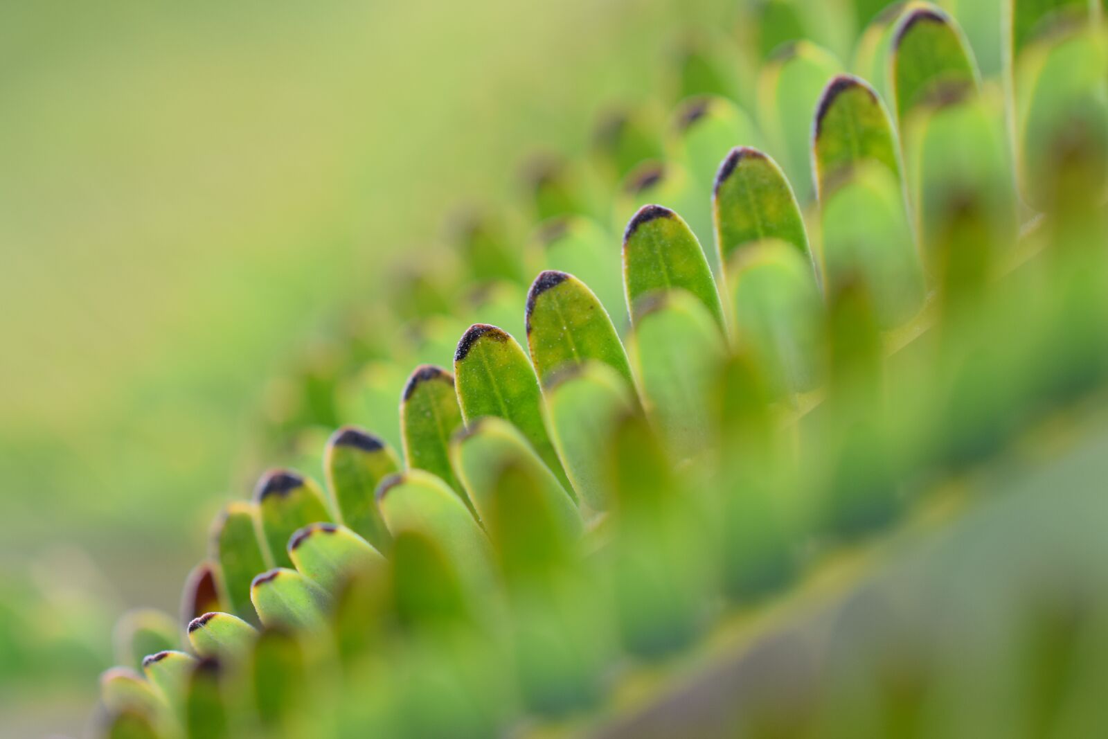 Nikon D3300 sample photo. Close up, leaves, nature photography