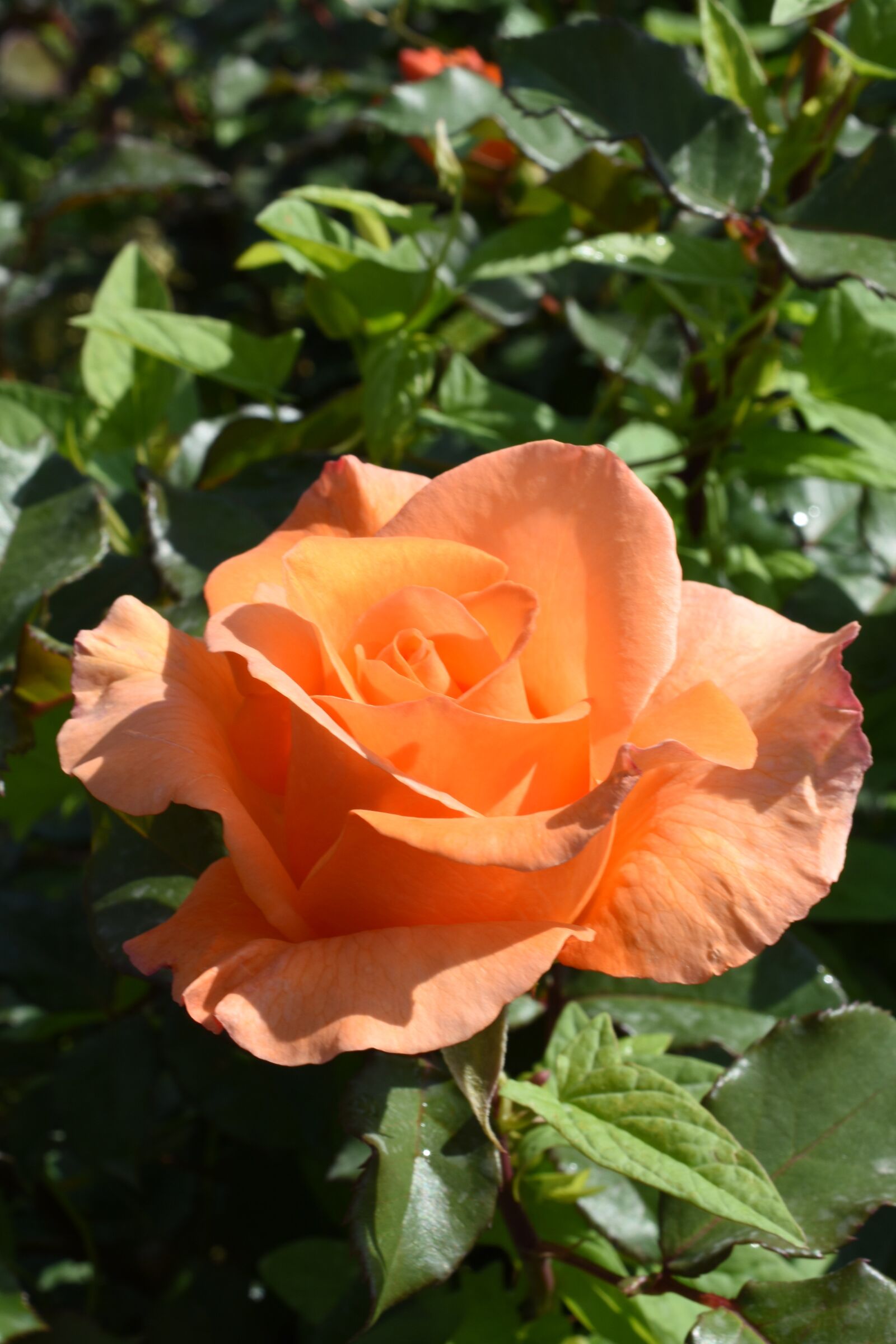 Nikon D7200 sample photo. Rose, affix, orange photography
