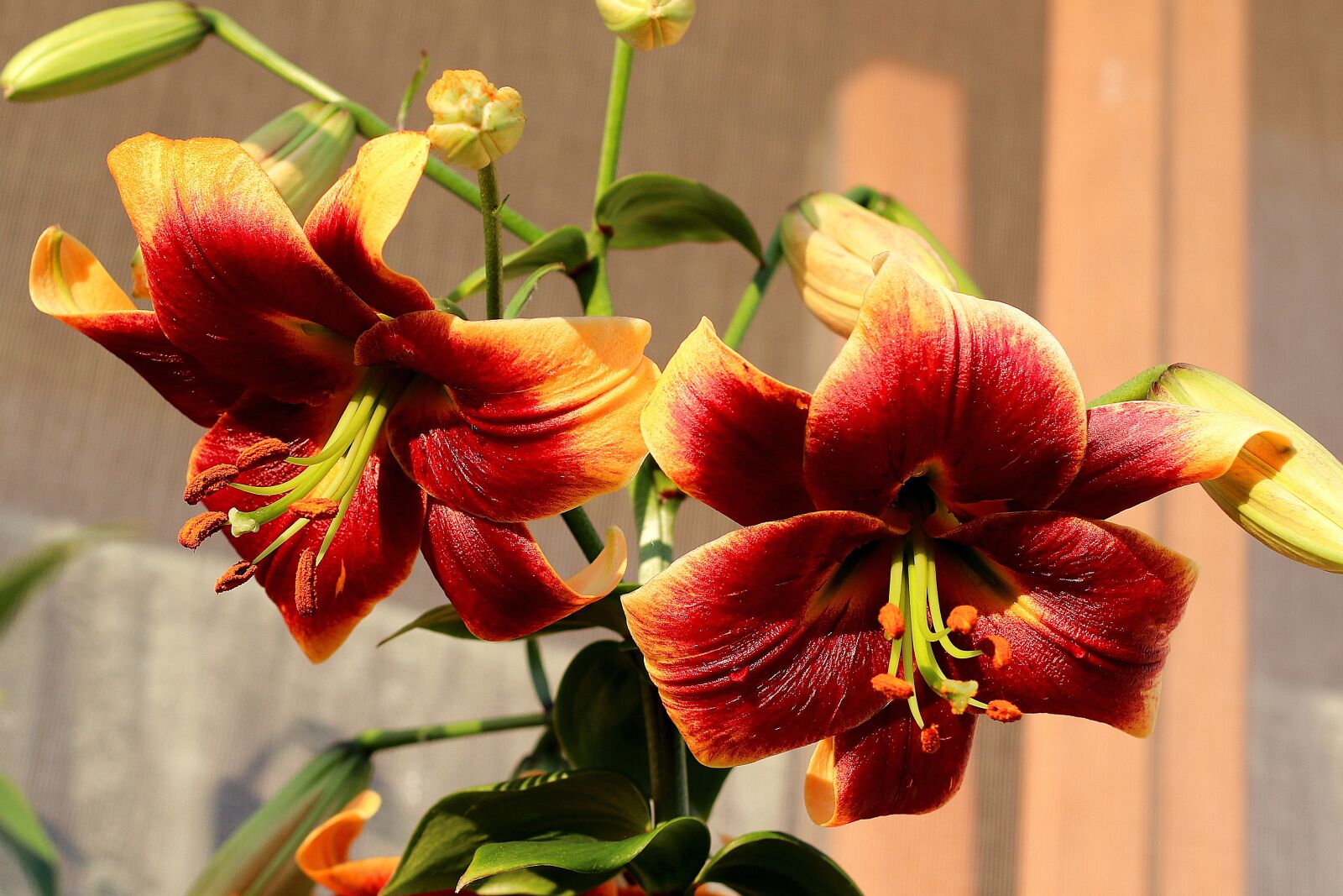 Canon EF 50mm F1.4 USM sample photo. Lily, flowers, pistil photography