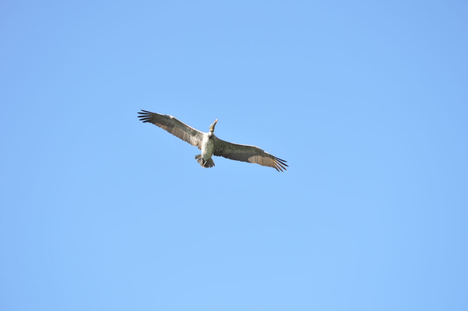 Nikon D3200 sample photo. Pelicans, ave, sky photography