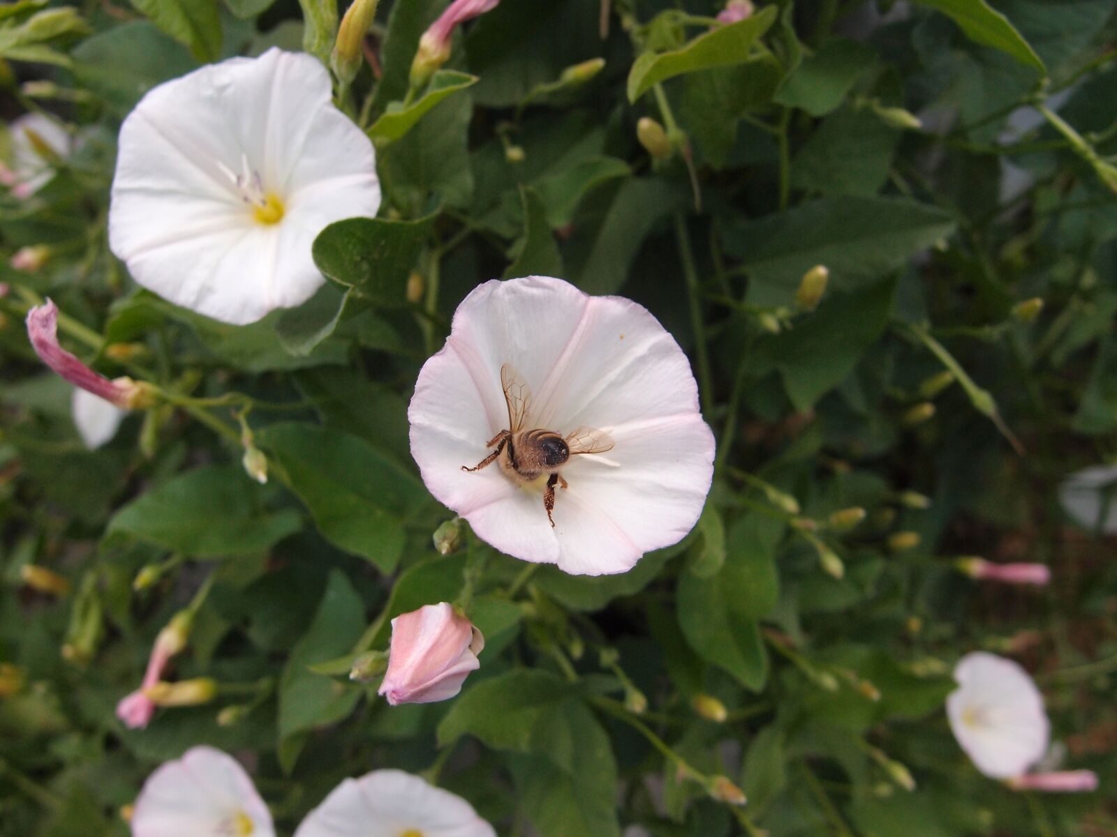 Olympus XZ-1 sample photo. Grass, flowers, summer photography
