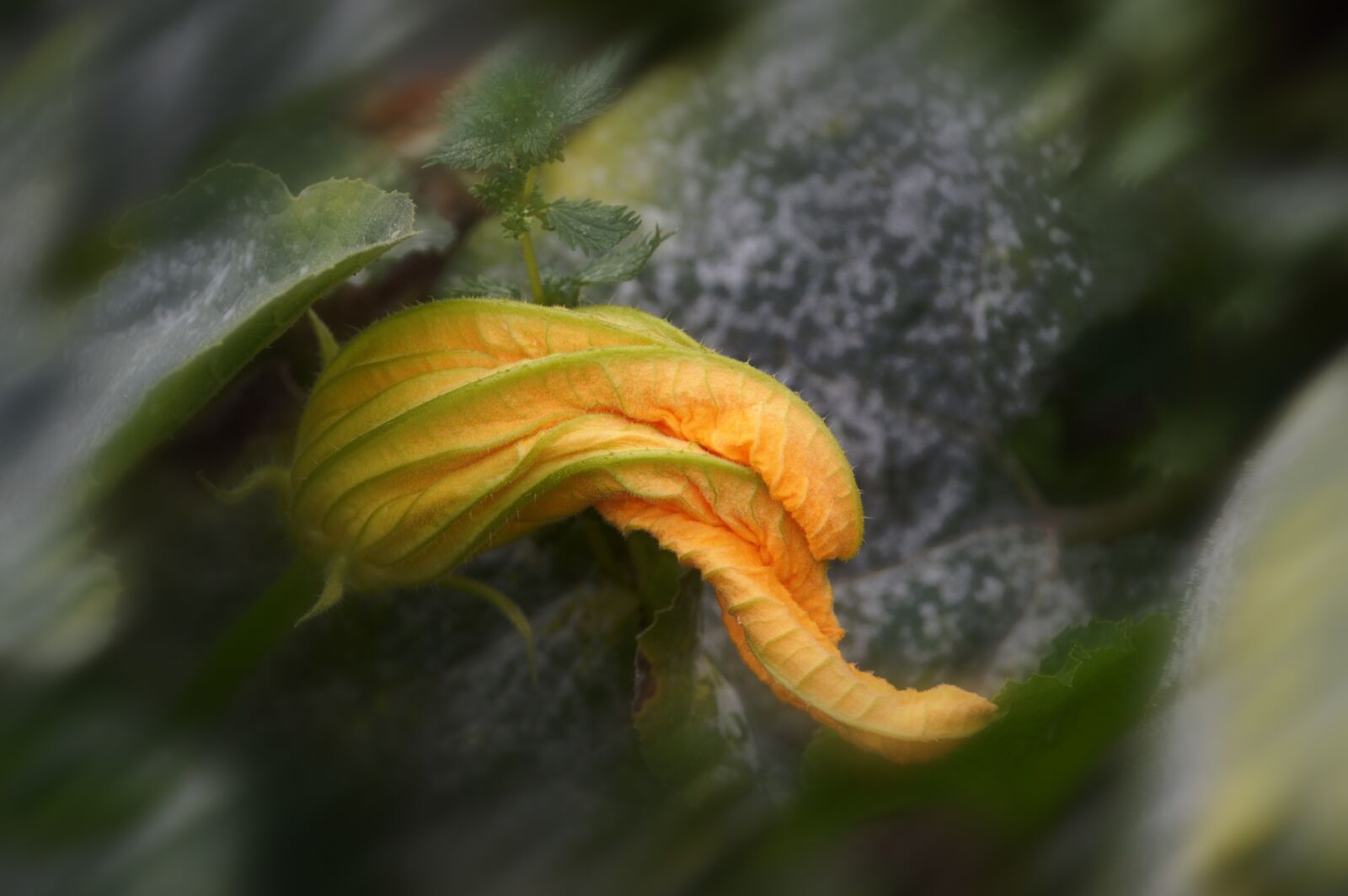 Nikon D3200 sample photo. Flower, pumpkin, vegetable photography