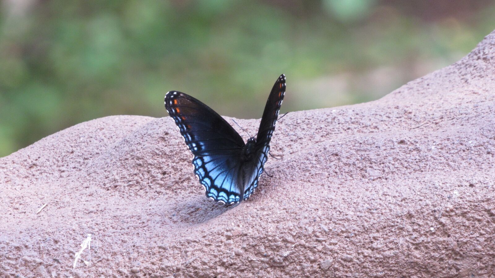 Canon PowerShot SX530 HS sample photo. Butterfly, blue, insect photography