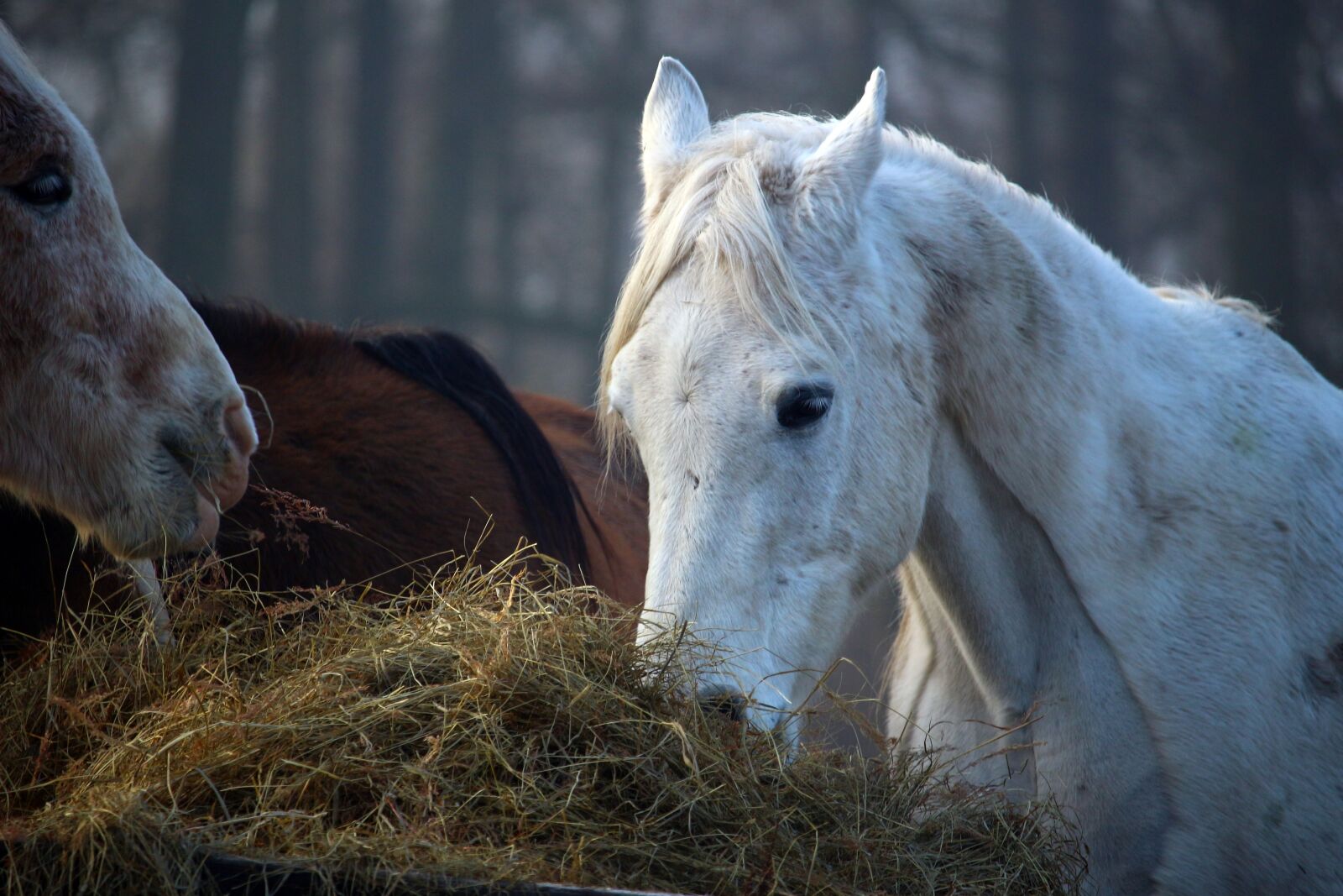 Canon EOS 100D (EOS Rebel SL1 / EOS Kiss X7) sample photo. Horse, mold, horse head photography