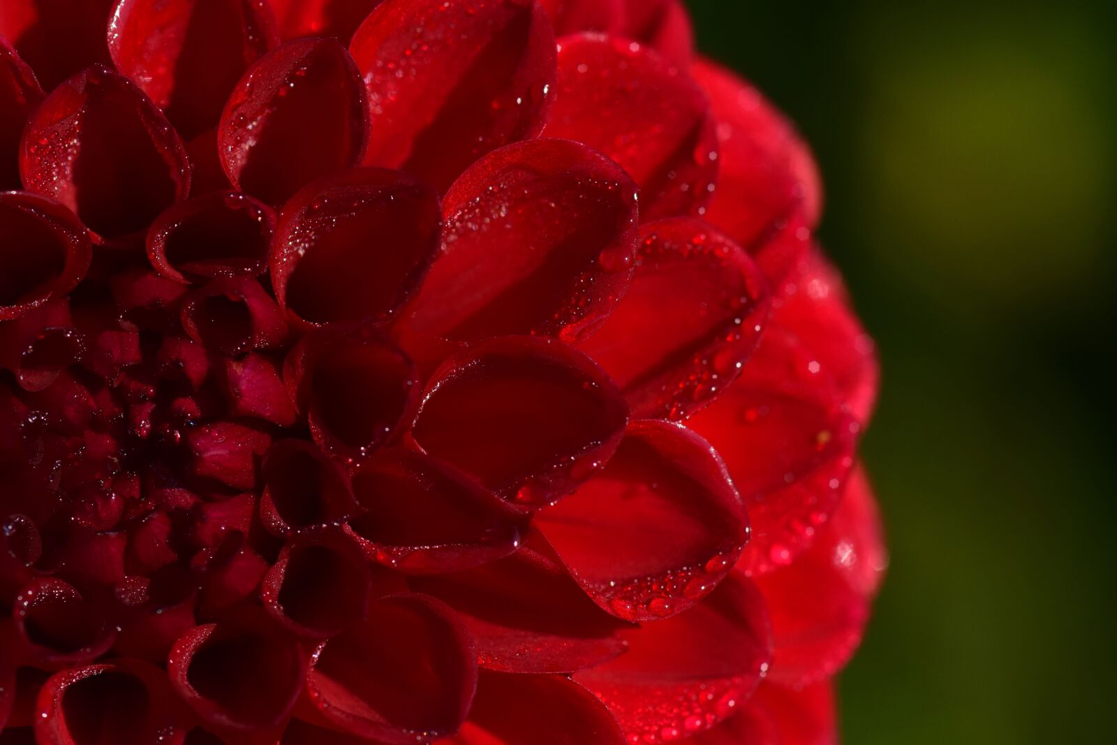 Nikon D3300 sample photo. Dahlia, red, pink photography