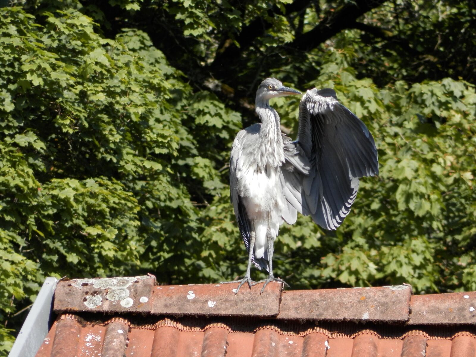 Olympus SP-620UZ sample photo. Heron, bird, roof photography