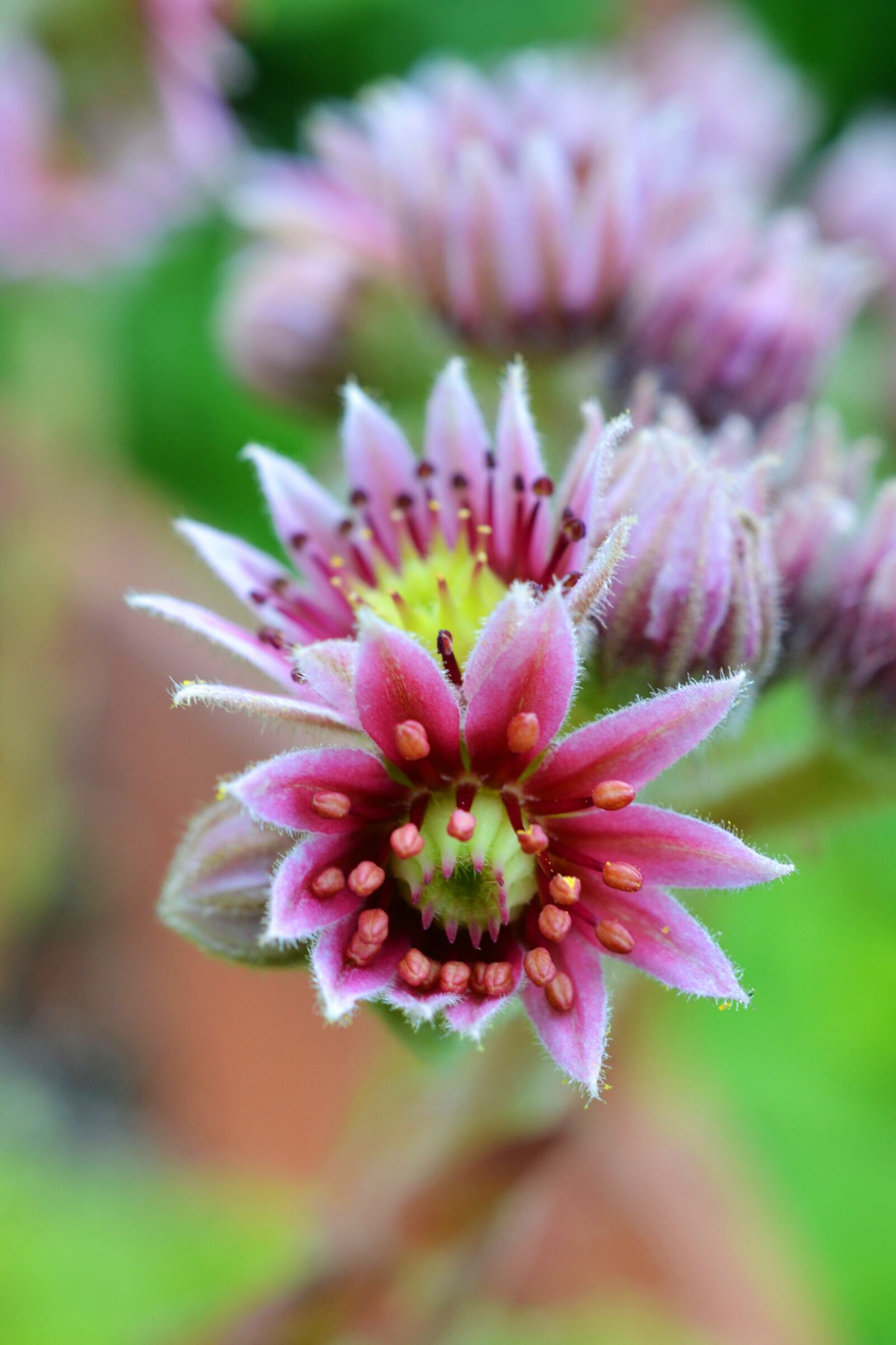 Nikon D3100 sample photo. Pink flower, flower, pink photography