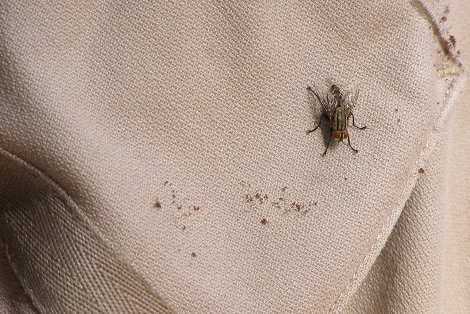 Olympus SP500UZ sample photo. Fly, insect, bug photography