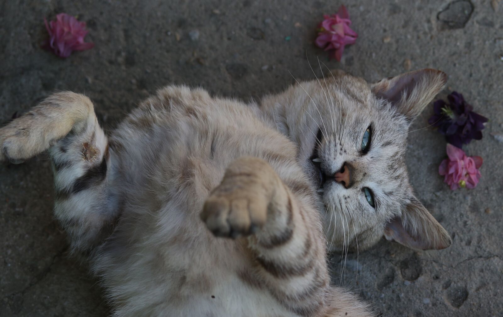Canon EF-S 60mm F2.8 Macro USM sample photo. Cat, flower, wreath photography