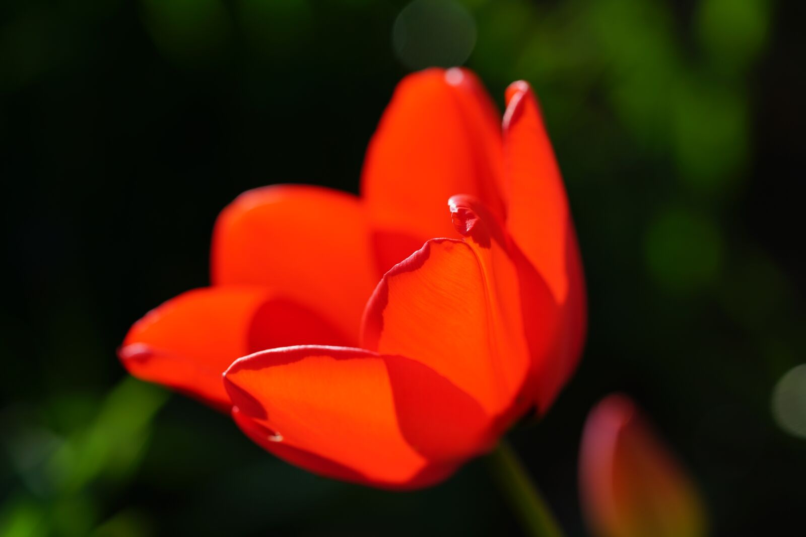 Sony a7R II sample photo. Tulip, blossom, bloom photography