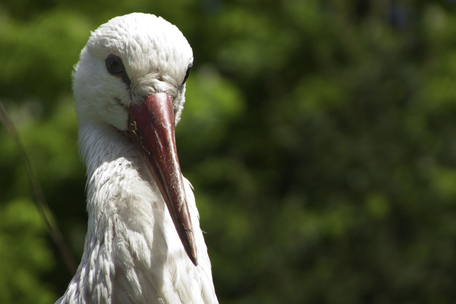 Panasonic DMC-FZ18 sample photo. Stork, detail, beak photography