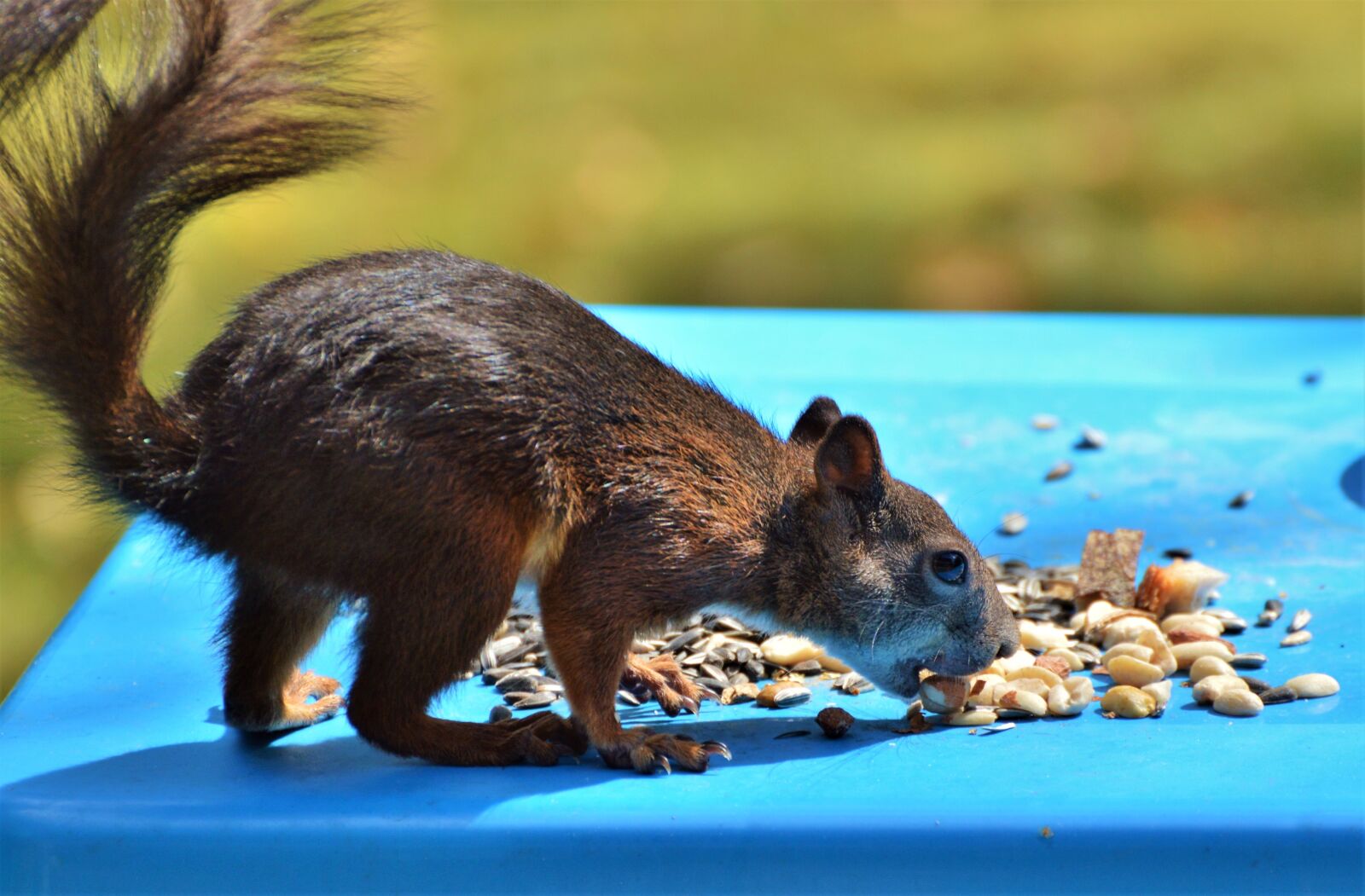 Nikon D3200 sample photo. Squirrel, nager, rodent photography