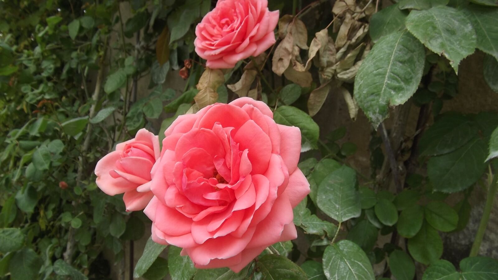 Fujifilm FinePix AX250 sample photo. Rose, flower, pink photography