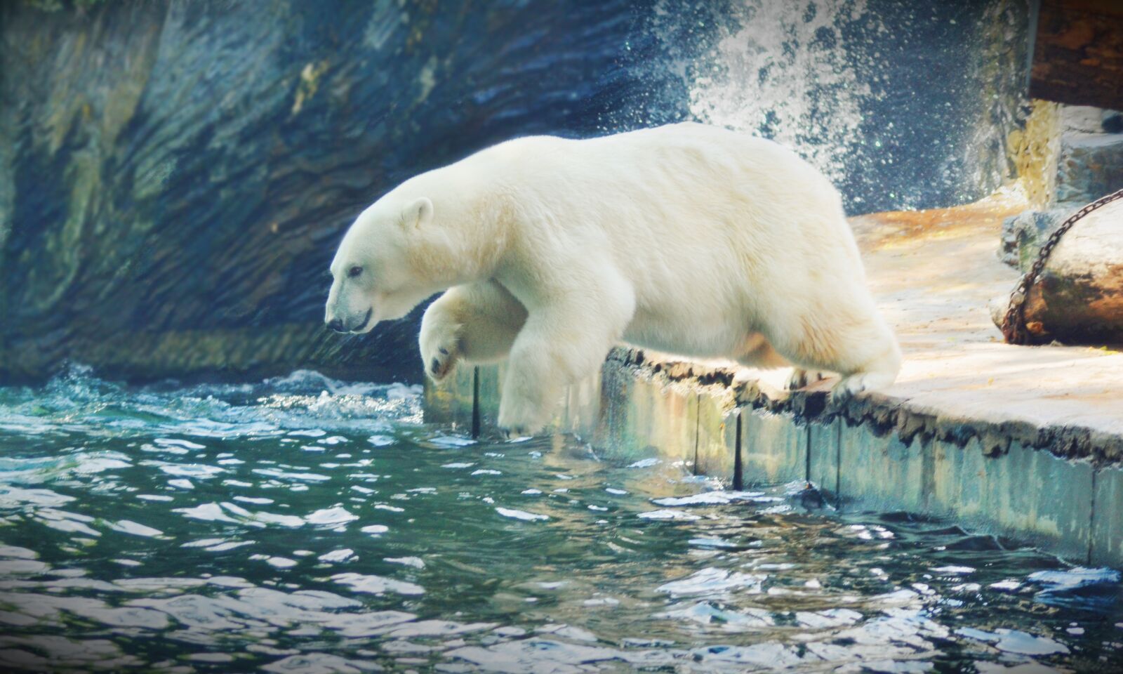 Nikon D3100 sample photo. Jump, water, animal photography