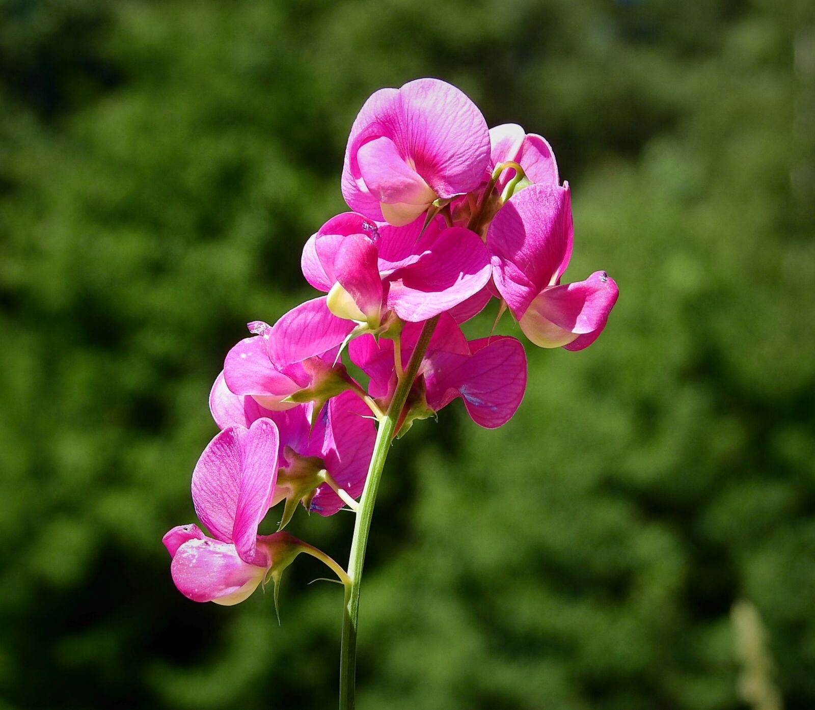 Nikon Coolpix P900 sample photo. Flower, spring, nature photography