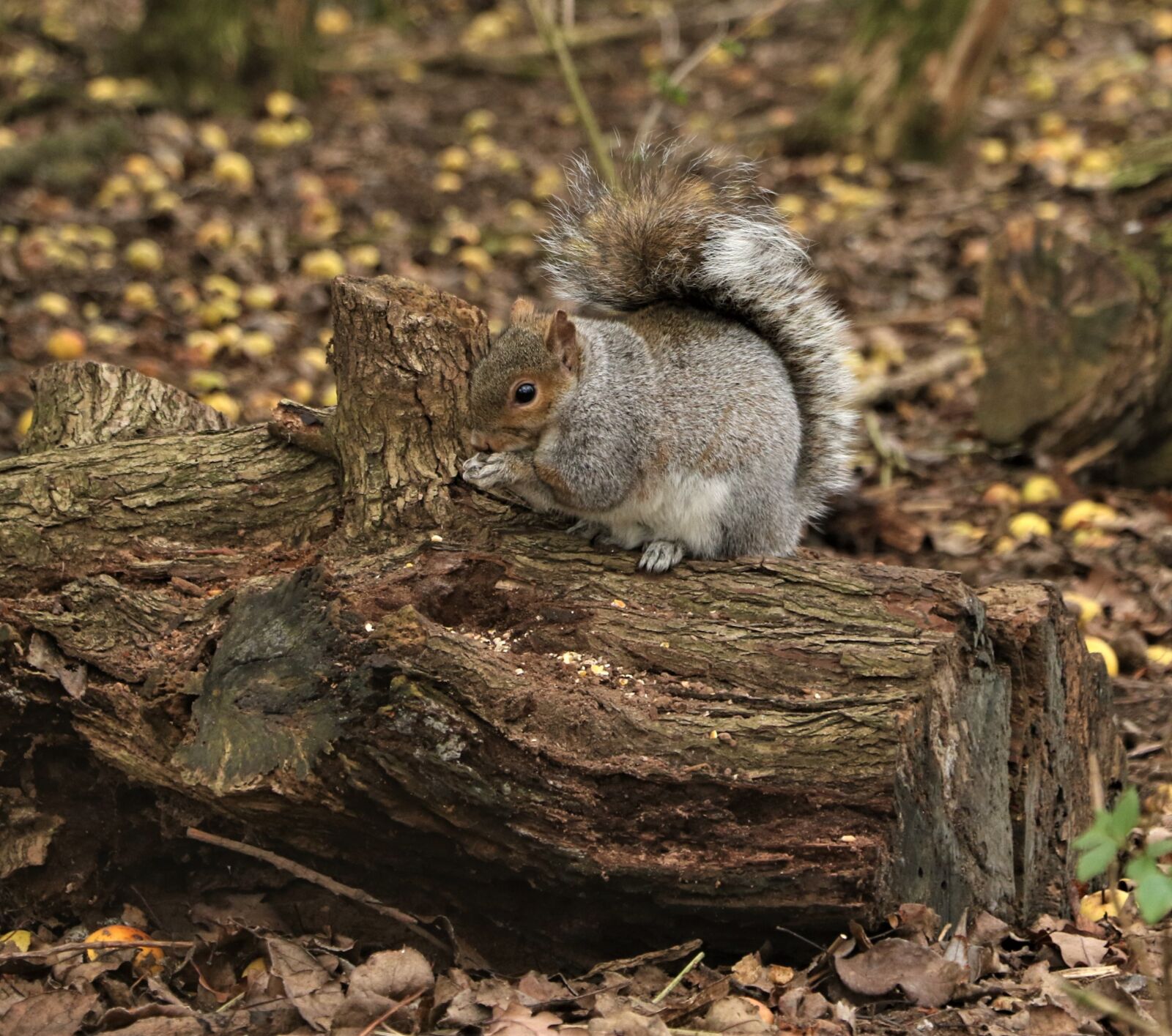 Canon EOS 7D Mark II sample photo. Squirrel, feeding, nature photography