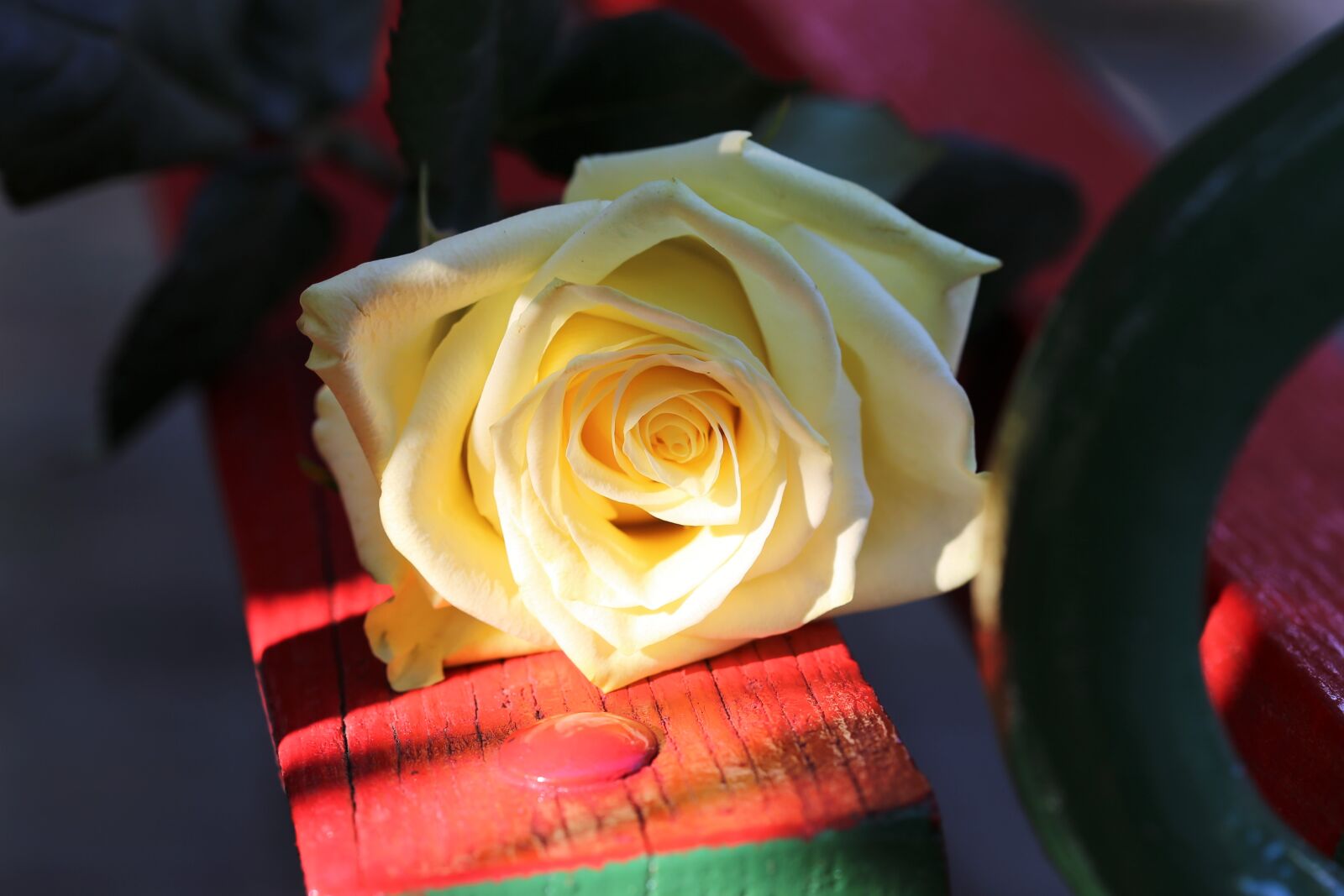 Canon EOS 6D + Canon EF 100mm F2.8 Macro USM sample photo. Yellow rose on red photography