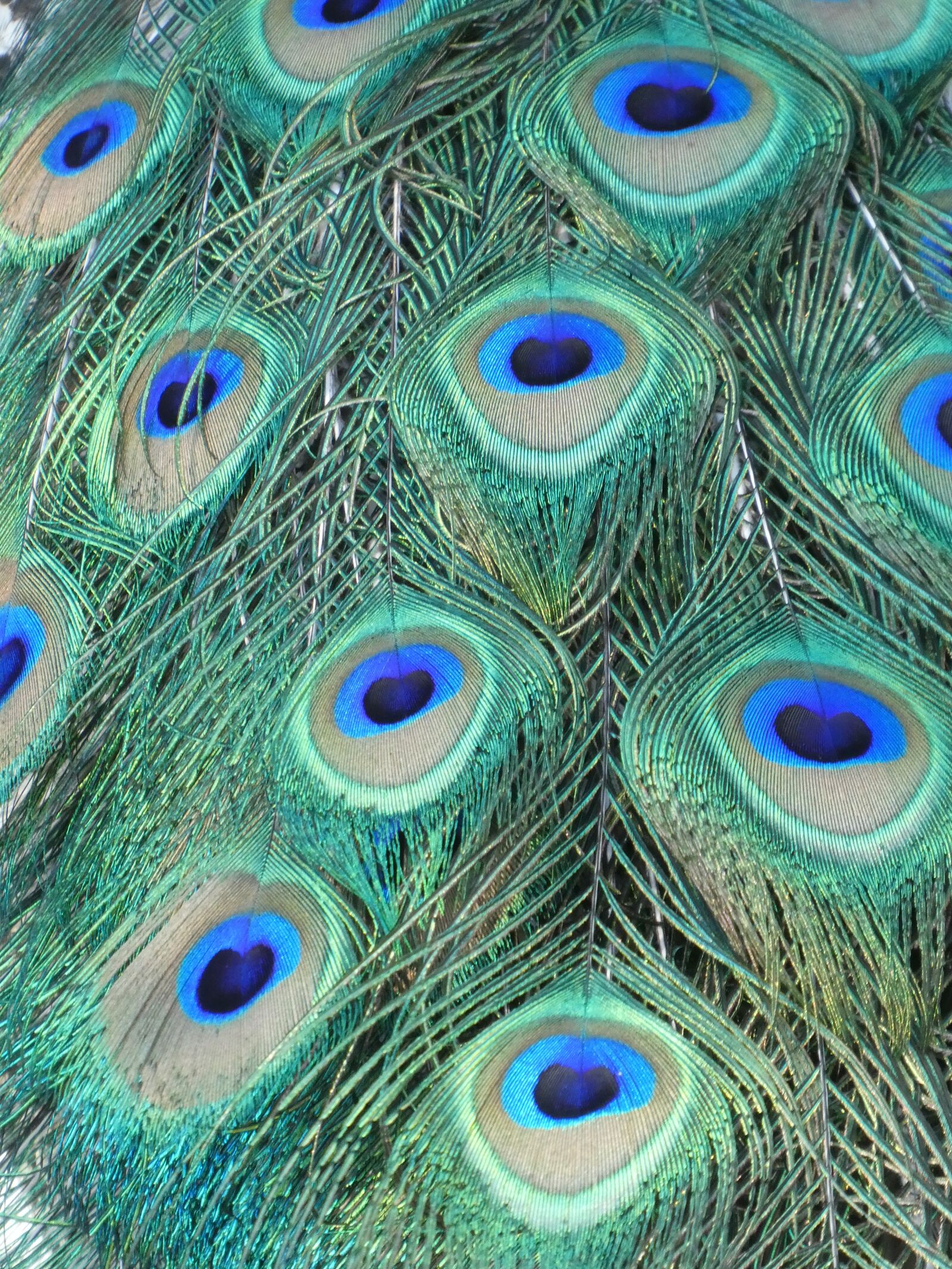 Panasonic Lumix DC-ZS70 (Lumix DC-TZ90) sample photo. Peacock, feathers, peacock feathers photography