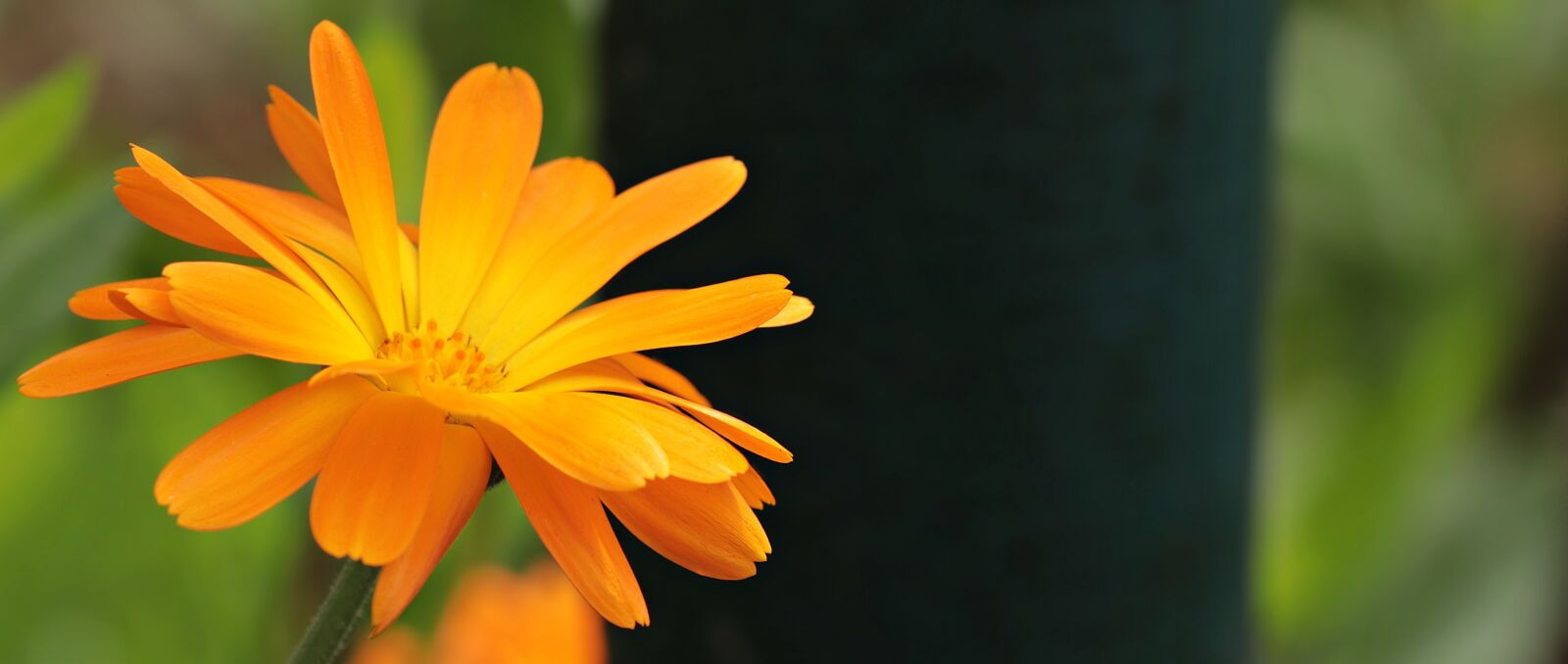 Canon EOS 80D sample photo. Pointed flower, orange flower photography
