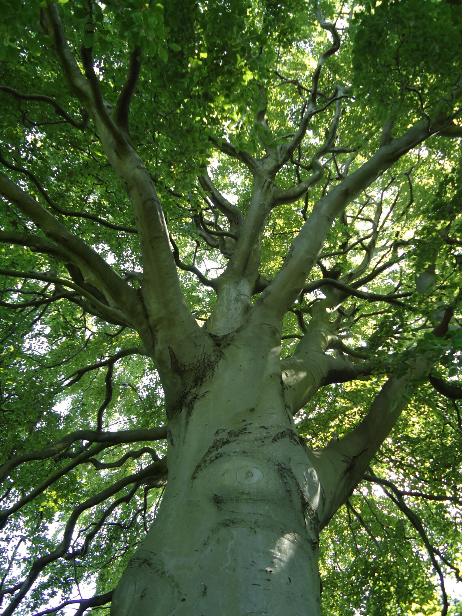 Sony Cyber-shot DSC-W330 sample photo. Mature, beech, tree photography