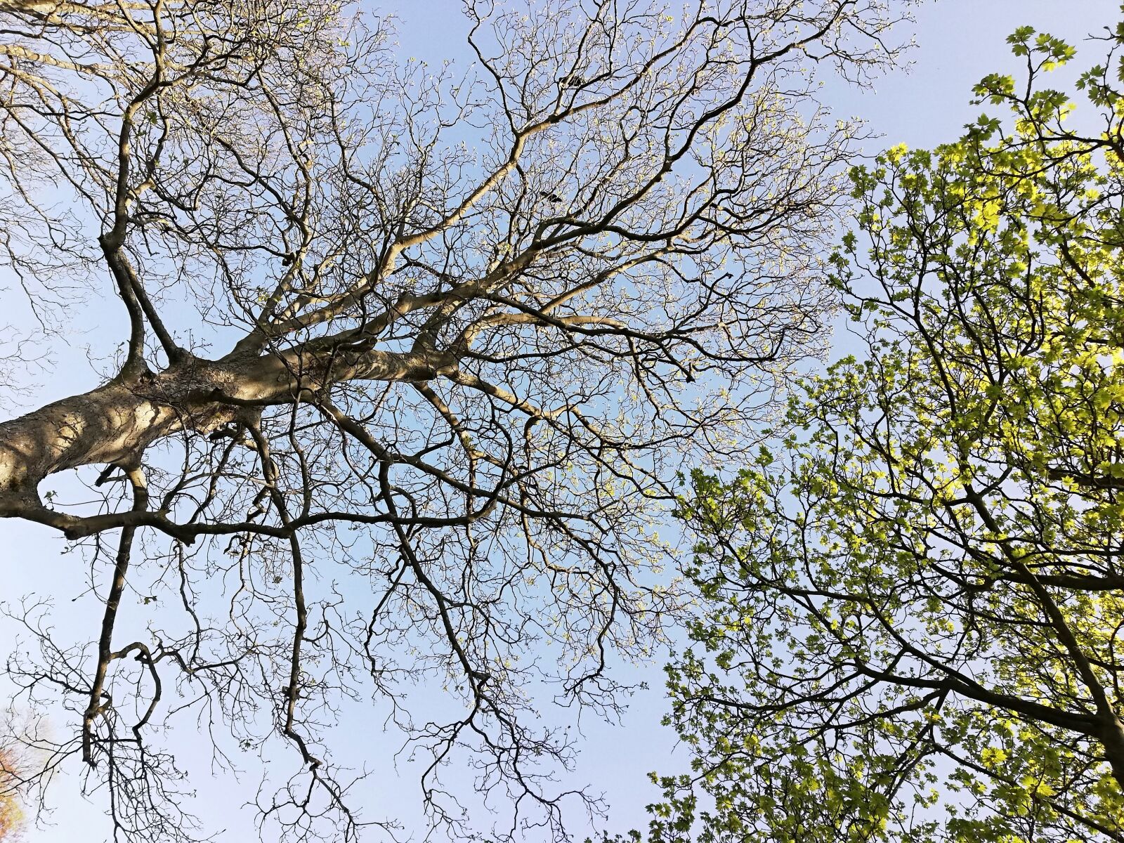 HUAWEI P20 lite sample photo. Trees, tree, green photography