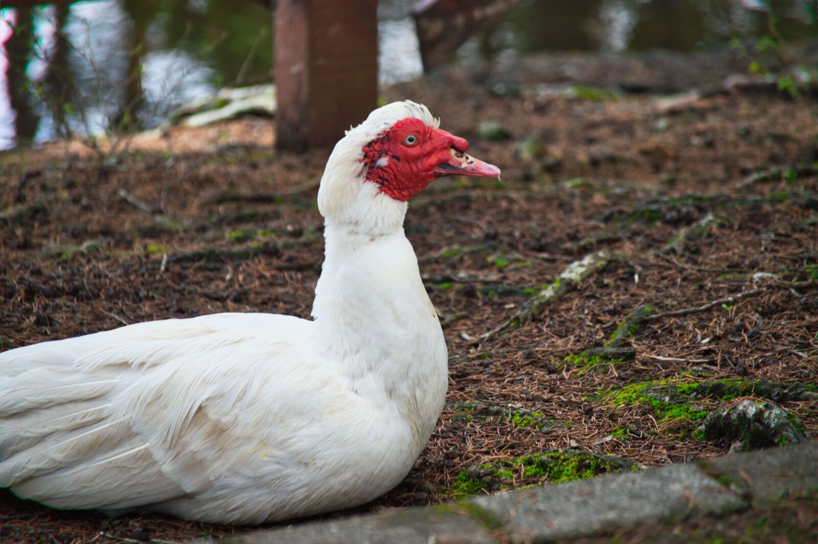 Nikon D3200 sample photo. Costa rica, ave, nature photography