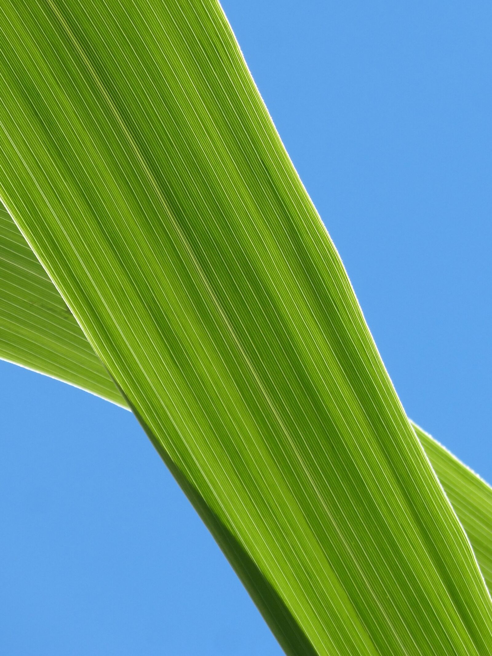 Panasonic DMC-FZ62 sample photo. Leaf, american cane, plant photography