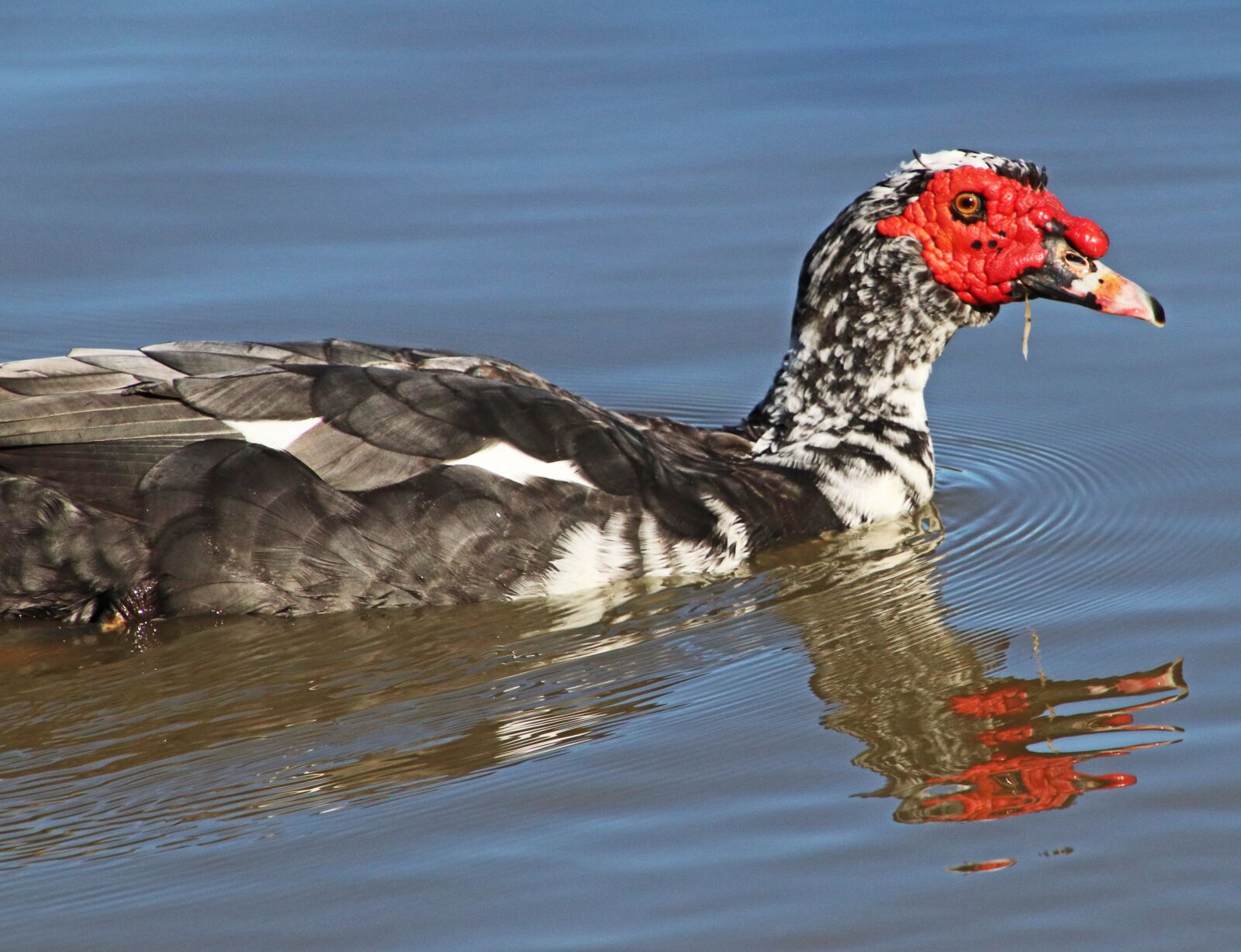 Canon EOS 800D (EOS Rebel T7i / EOS Kiss X9i) sample photo. Bird, duck, poultry photography