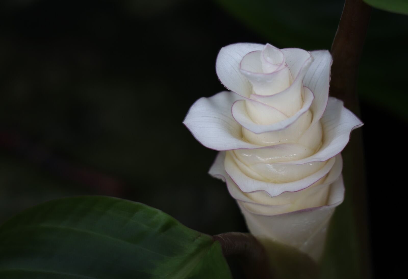 Canon EOS 77D (EOS 9000D / EOS 770D) sample photo. Flower, white, flowers photography