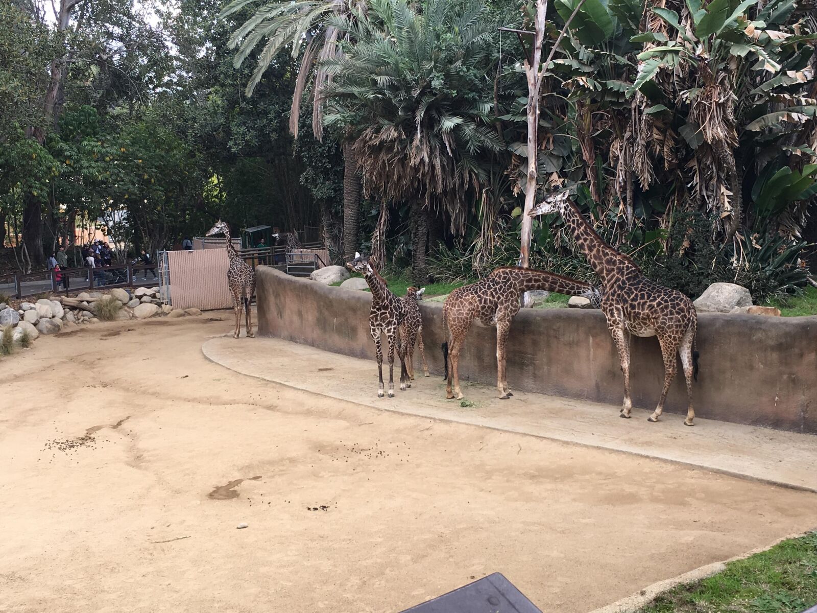 iPhone 6s Plus back camera 4.15mm f/2.2 sample photo. Giraffes, zoo photography