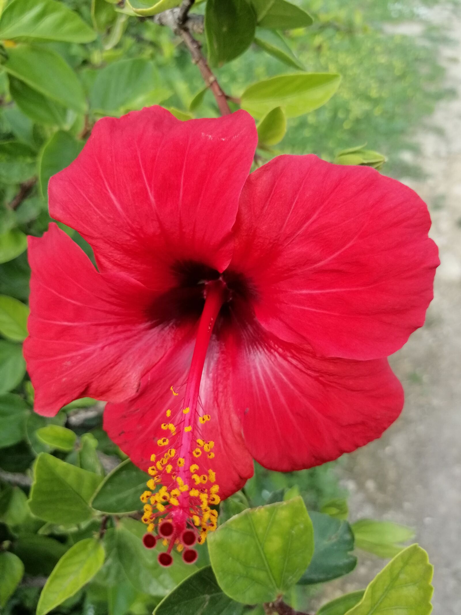 HUAWEI SNE-LX1 sample photo. Flower, nature, summer photography