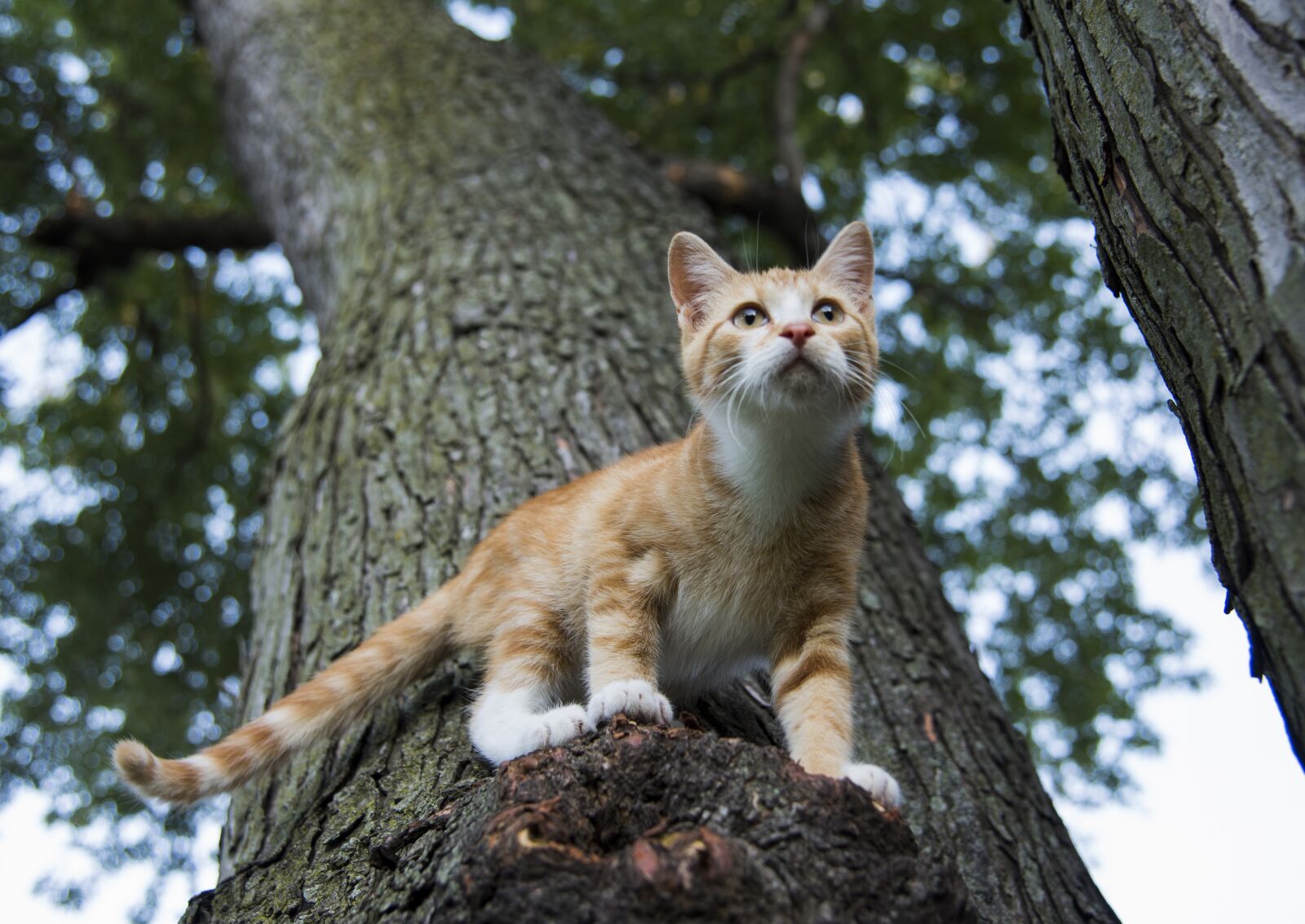 Nikon D810 sample photo. Nature, animal, tree photography
