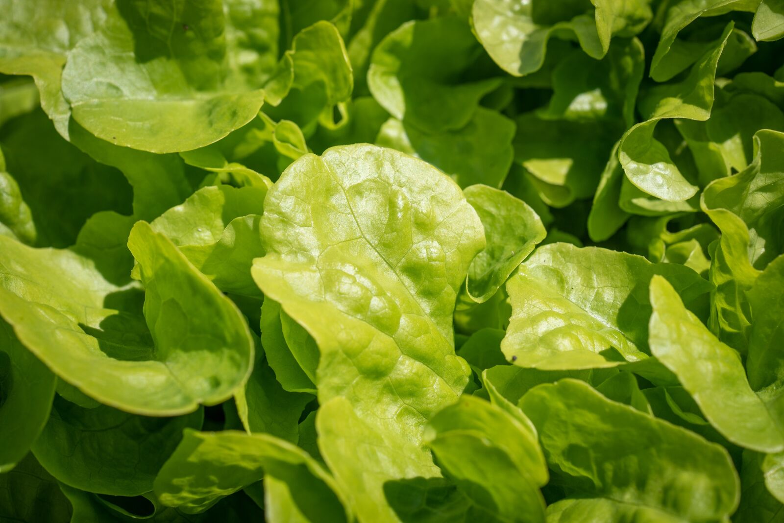 Nikon D750 sample photo. Salad, green, garden photography