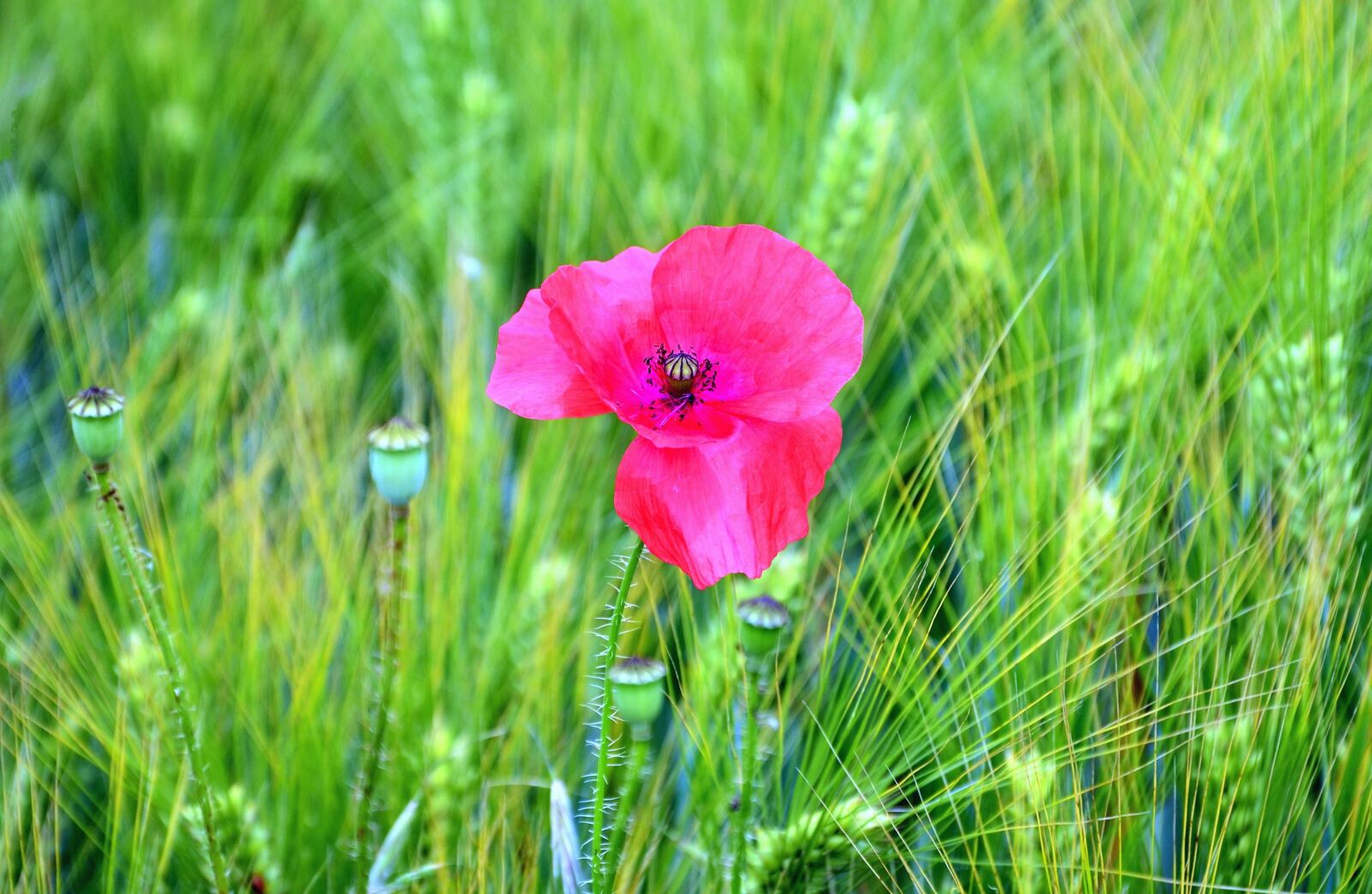 Nikon D5100 sample photo. Flower, petal, stem, grass photography