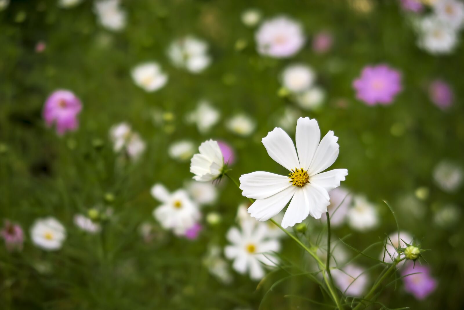 Canon PowerShot G7 X sample photo. Cosmos, flowers, nature photography